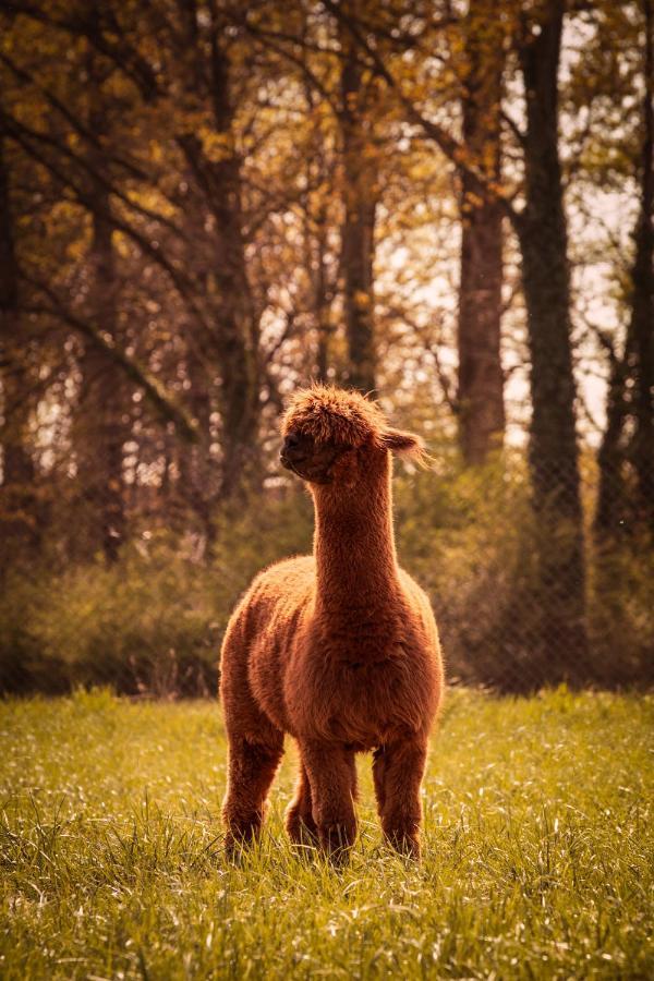 Вилла De Betze - Country Life Geetbets Экстерьер фото