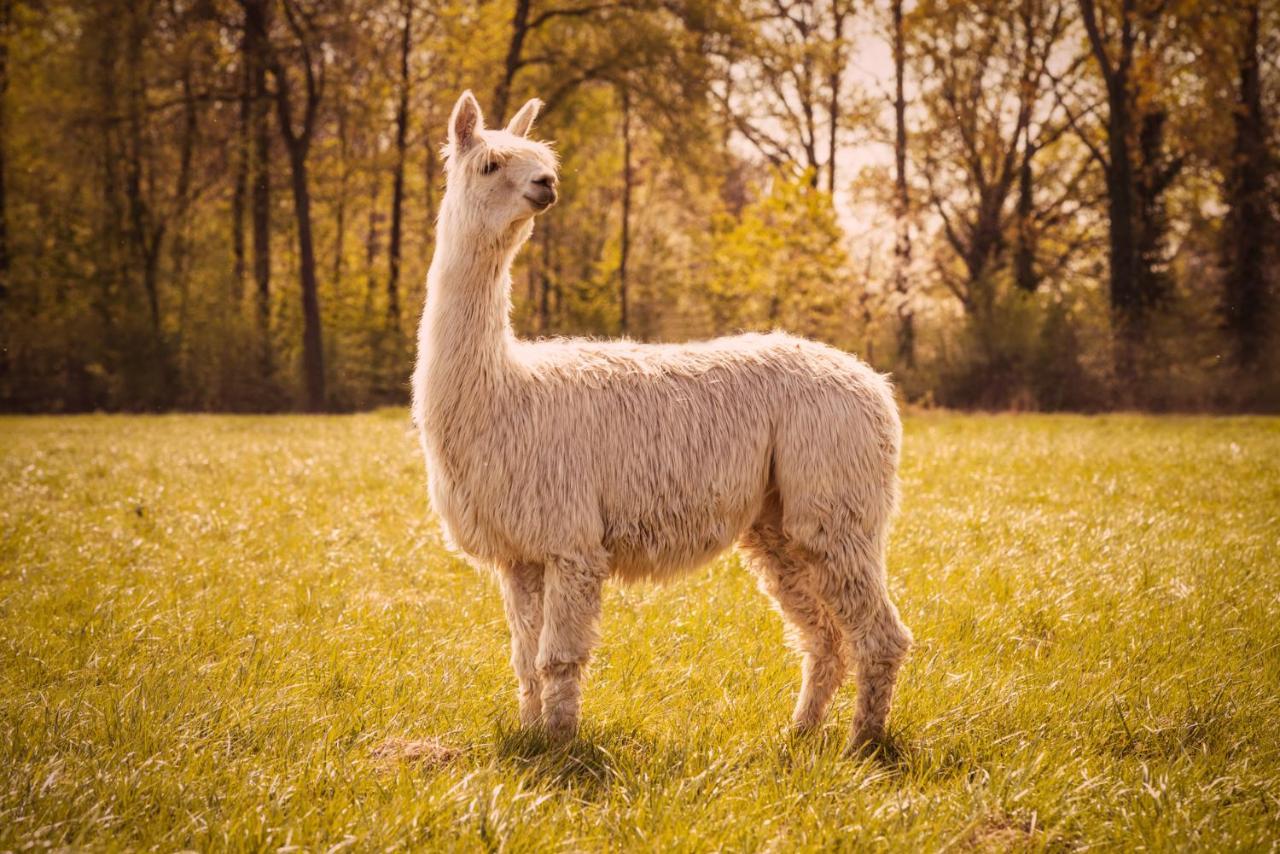 Вилла De Betze - Country Life Geetbets Экстерьер фото